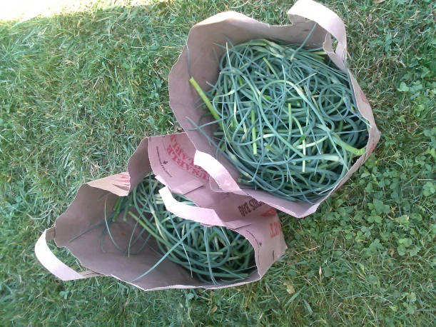 That's a lot of garlic scapes...