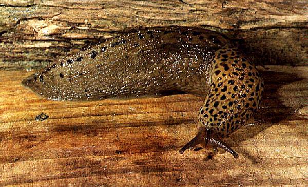 Close-up of a leopard slug