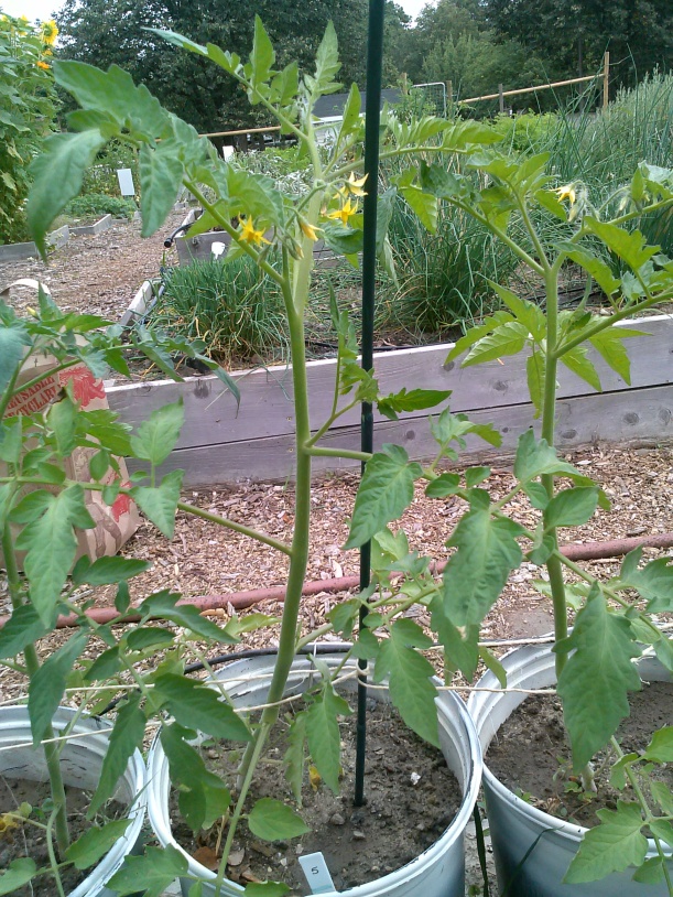 A close-up view of one of my research tomato plants