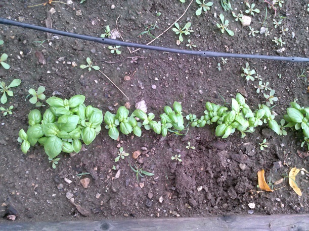 growing basil
